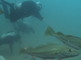 Duikers recreëren onder water bij de Doggersbank in zee