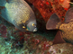 Maanvissen zwemmen tussen het koraal en eten van het koraal