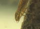 Vangmasker van een larve van de grote keizerlibel