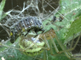Een larve van een tweestippelig lieveheersbeestje in een spinnenweb