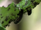 Een larve van het veelkleurig Aziatisch lieveheersbeestje vervelt