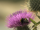 Gewone aardhommel foerageert op de bloem van een speerdistel