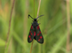 Sint-jansvlinder hangt aan een droge grasstengel