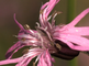 Bloemen van de echte koekoeksbloem in close-up