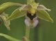 Enkele bloemen van de brede wespenorchis in close-up
