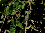 Iguana-man klimt in milkweed