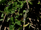 Iguana-man klimt in milkweed