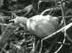 Snail farm for consumption