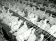 56,000 chicken lay 40,000 eggs a year
