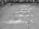 De nationale zwemkampioenschappen in het De Mirandabad in Amsterdam