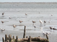 Vogels op het wad