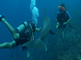 Fascinerende interactie tussen dolfijn en een groep duikers